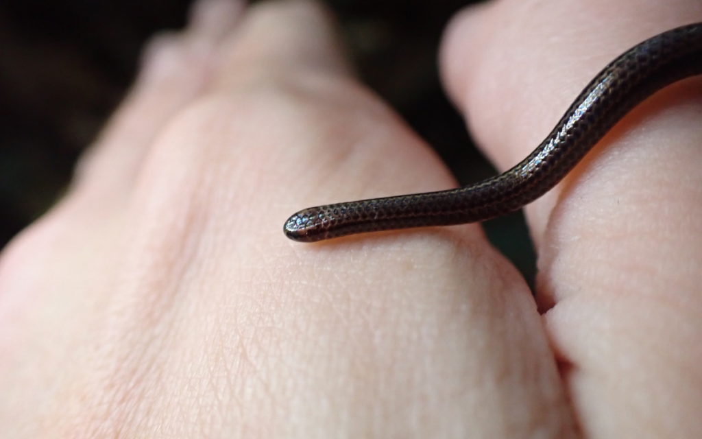 La serpiente más pequeña del mundo redescubierta en Barbados