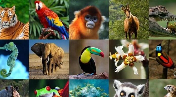 Día Mundial de los Animales: Celebrando la Vida que Compartimos
