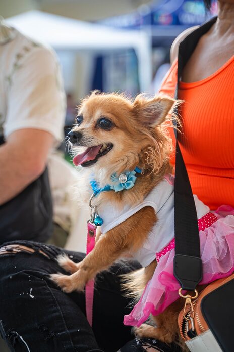 Animal Fest 2025 cierra con éxito su primera edición y ofrecen nueva sede para 2026 en Santo Domingo Este