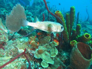 isla catalina el acuario islas en republica dominicana